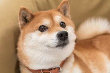 Mame-Shibainu