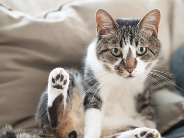 Cat grooming on sofa