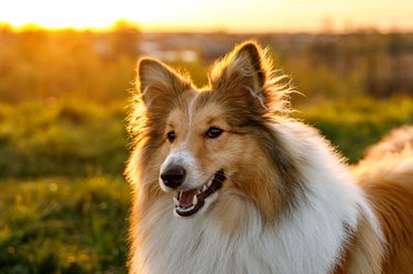 Portrait of happy sheltie in the park.