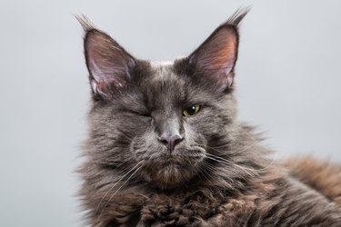 Gray Maine Coon cat winks one eye