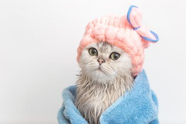 Cute wet white cute cat, after bathing, wrapped in a blue towel in a pink terry cap on his head