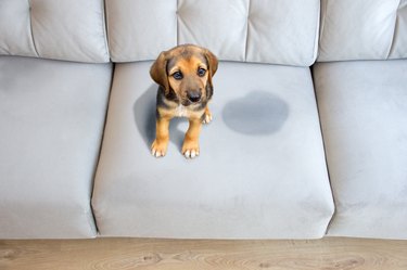 A puppy peed on a light blue couch