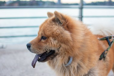 Closeup of the adorable fluffy brown Chow Chow dog with its tongue out