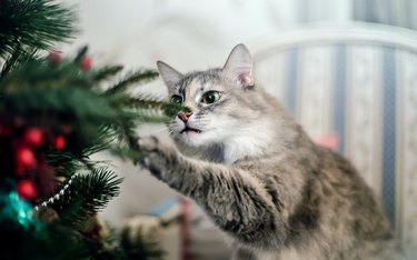 Cute Funny Gray Cat Bites a Сhristmas Tree