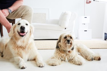 portrait of a golden retriever lying on the floor with a cute long haired small dog