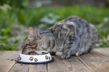 Cat eating granulated cat food outside at back yard