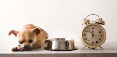 Chihuahua lying next to a clock waiting for their next meal