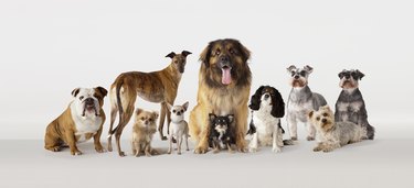 Group portrait of dogs
