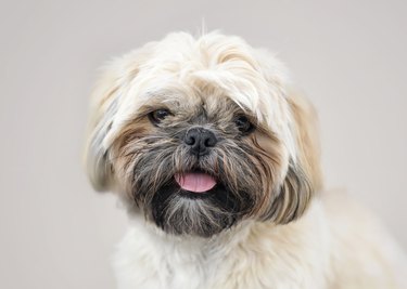 Shih Tzu Dog Face Pet Portrait