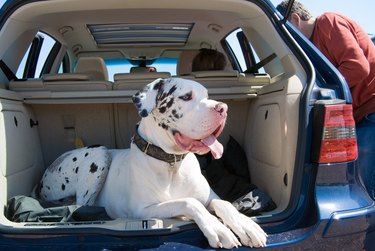 Great Dane dog laying in the car