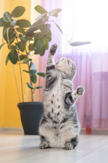 Cute funny gray scottish fold cat plays with a toy on a string in the room.