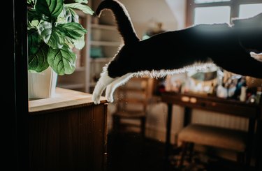 An agile young black domestic cat leaps off a high piece of furniture