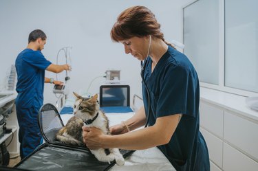 Veterinarian examining a cat in the office.