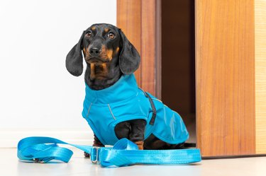 Dachshund dog in blue rain jacket and collar sits on floor near white wall and open wooden door, waiting for a walk, looking at owner close vie