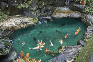 koi fish in the pond