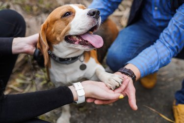 Friendship Between Human And Dog Beagle - Shaking Hand And Paw