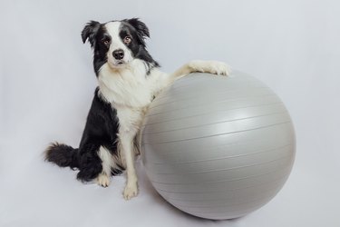 black and white dog with large ball