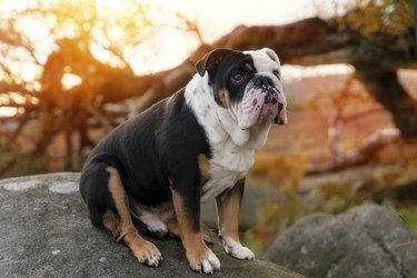 Black tri-color english british bulldog in blue harness running  on the  green grass  on sunny warm spring day