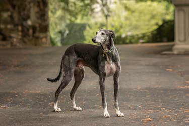 Spanish Greyhound standing outside.