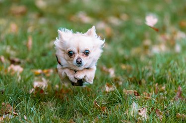 A fast running chihuahua against a camera caught flying in the air.
