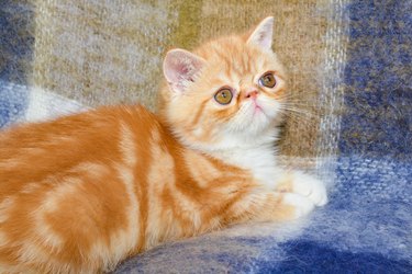 Orange exotic shorthair kitten laying on a plaid blanket.