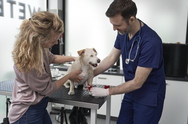 Caucasian woman has a visit in doctor's office with her dog