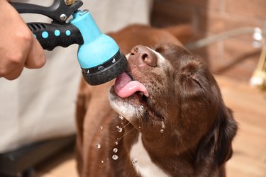 Close-up of dog drinking water from hose,Angus,Ontario,Canada