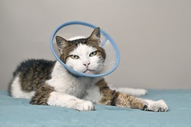 Senior cat with a pet cone looking at camera.