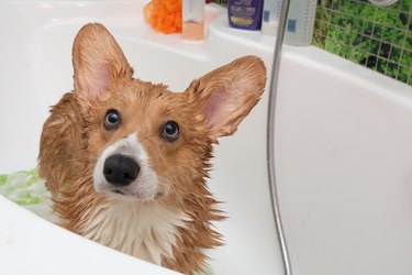 Corgi dog in bathtub