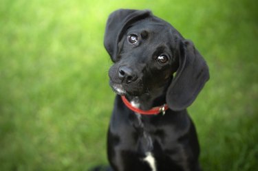 A black hound puppy with long ears is sitting in the grass. The puppy is tilting its head to one side and its eyebrows are raised in a puppy dog eye expression.