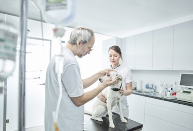 Veterinarian examining dog's eye, veterinarian assistant