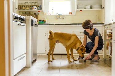Woman feeding large dog in kitchen