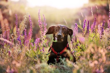 Pretty dachshund dog in the meadow flowers.