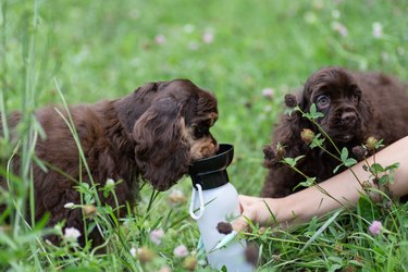 Puppies American Cocker Spaniel drinking water from a drinking bowl on the street.