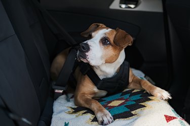 Dog wearing protective harness buckled to a car safety belt.