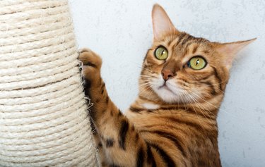 Bengal shorthair cat with a scratching post. The cat is scratching her nails. Pet care