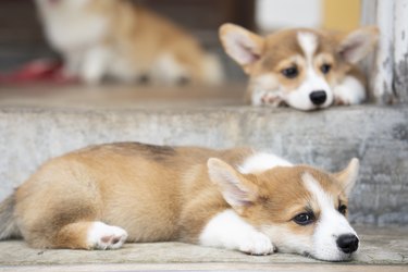 Corgi puppy dog sleeping or lying down on the floor in summer sunny day