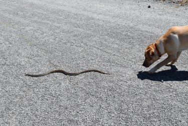Dog chases snake across gravel field