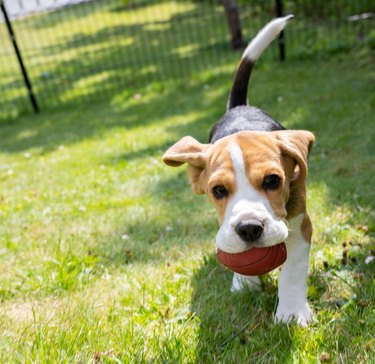 Close up of cute beagle puppy running on grass with red ball in mouth. Blurred motion.