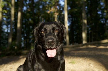 Beautiful labrador dog in a forest