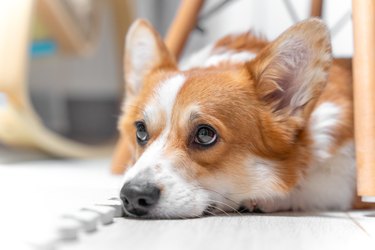 Portrait of welsh corgi Pembroke with sad look