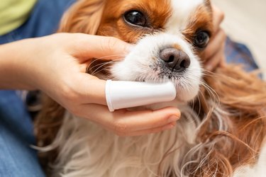 Person cleaning their Cavalier King Charles Spaniel's teethe with a finger toothbrush.