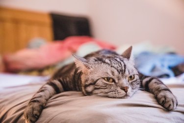 adorable shorthair cat lying on front in bed looking bored