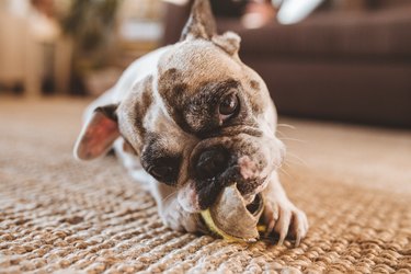 Cute dog biting toy on floor