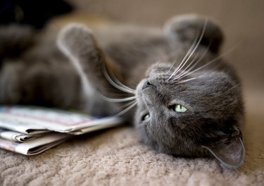 Close up of domestic cat lying on back next to newspaper