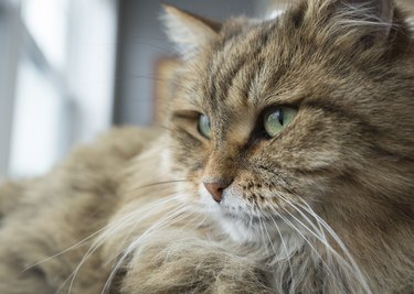 Tabby cat head with green eyes near the window