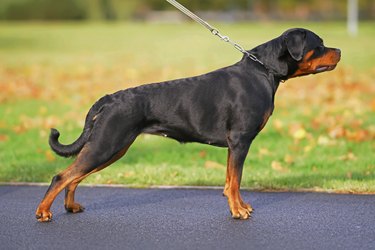 Adorable black and tan Rottweiler dog posing outdoors on a leash standing on an asphalt in autumn