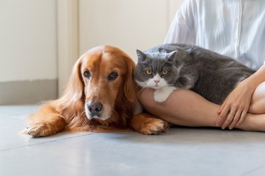 Golden Retriever and British Shorthair accompany their owners