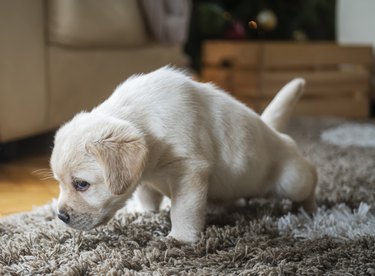 Puppies at home