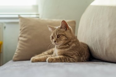Scottish Shorthair cat on sofa